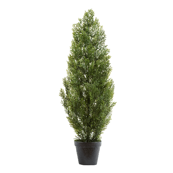 Туя уличная Эйр Элеганс в-120 см 2/6