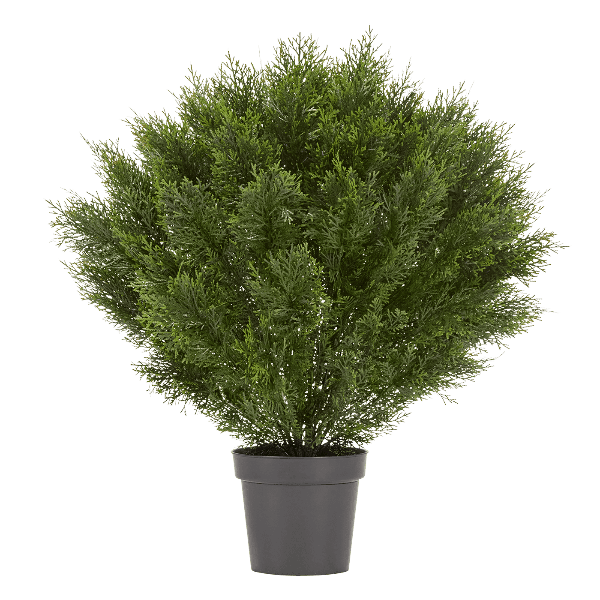 Туя уличная Брабант пушистая шаровидная в-60 см, д-55 см 2/6