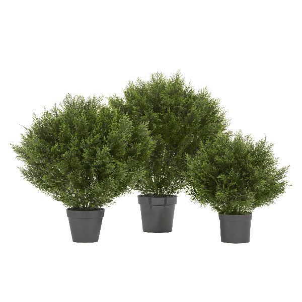 Туя уличная Брабант пушистая шаровидная в-60 см, д-55 см 2/6