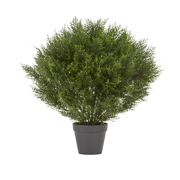 Туя уличная Брабант пушистая шаровидная в-60 см, д-55 см 2/6