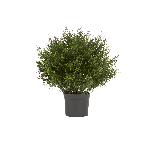 Туя уличная Брабант пушистая шаровидная в-60 см, д-55 см 2/6