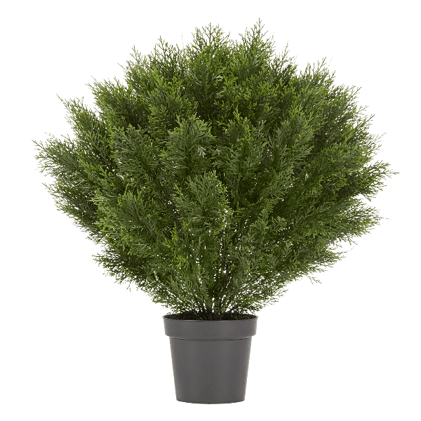 Туя уличная Брабант пушистая шаровидная в-80 см, д-70 см 1/4