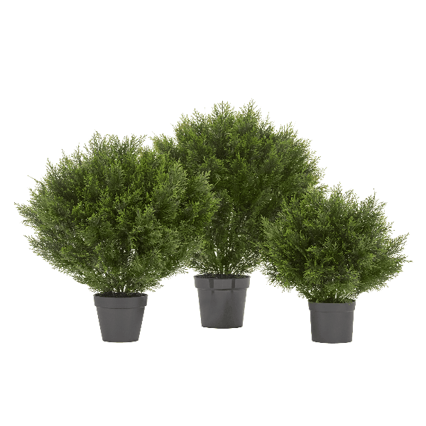 Туя уличная Брабант пушистая шаровидная в-80 см, д-70 см 1/4