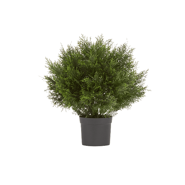 Туя уличная Брабант пушистая шаровидная в-80 см, д-70 см 1/4