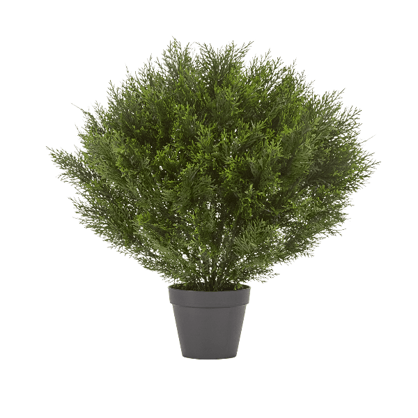 Туя уличная Брабант пушистая шаровидная в-80 см, д-70 см 1/4