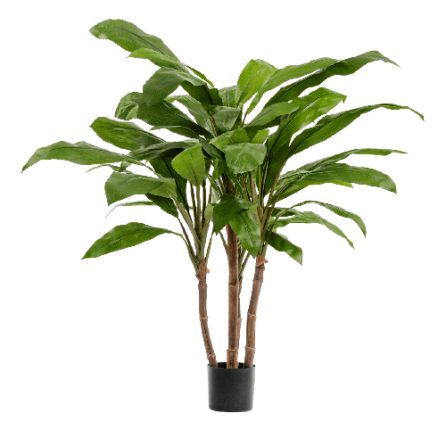 Кордилина зелёная крупнолистная на стволах в-100 см (4 ствола) 2/2