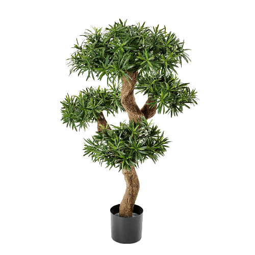 Подокарпус горный Элит в-110 см 2/2