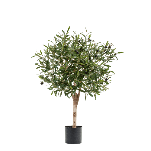 Олива Джи Шар с плодами в-75, д-50 см 2/2