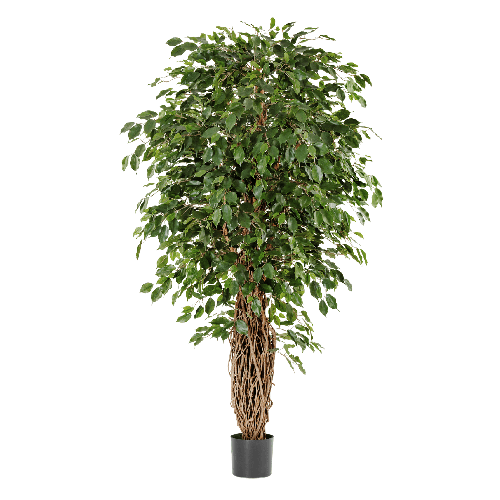 Фикус Бенджамина Лиана Де Люкс 120 см 2/2