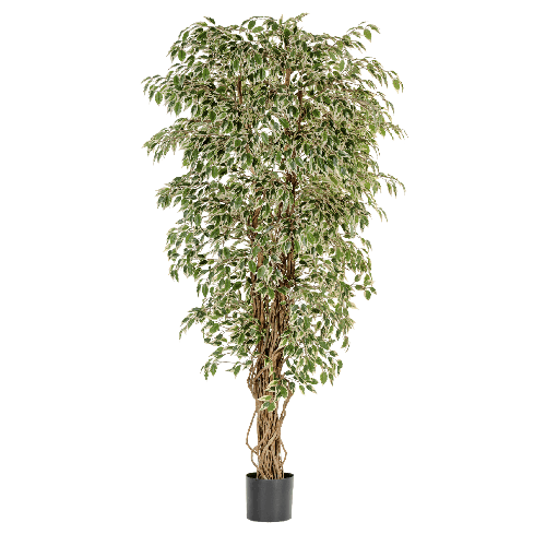 Гавайский фикус лиана пёстр.120 см 2/2