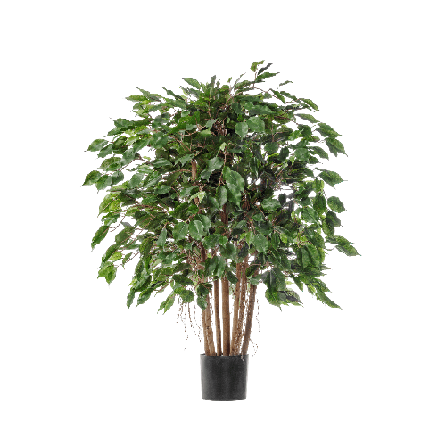 Фикус Бенджамина карликовый многоствольный 100 см 2/2