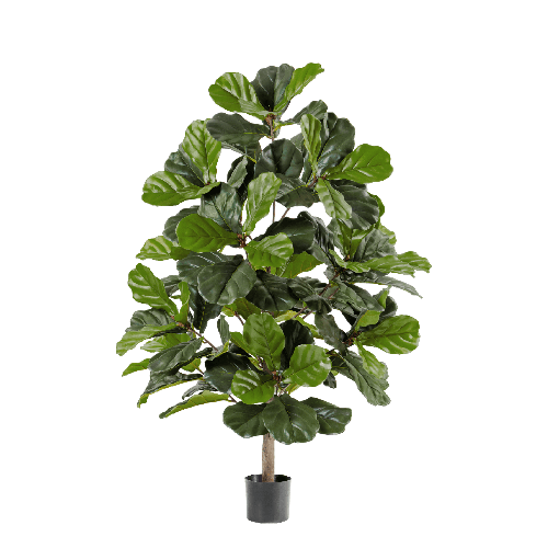 Фикус Лирата 130 см 2/2