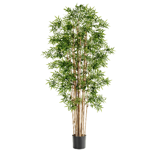 Бамбук Новый японский 110 см 2/2