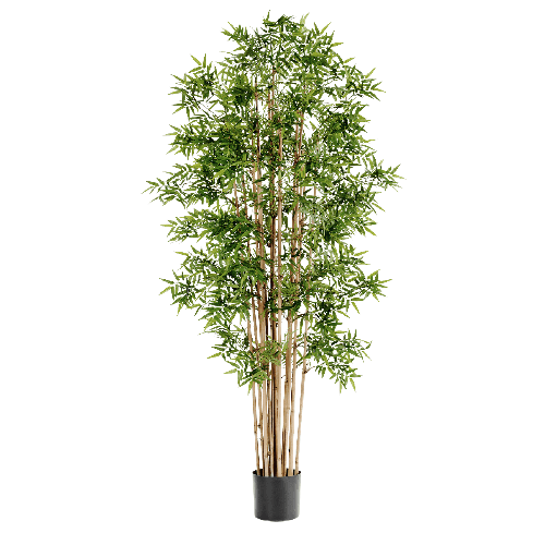 Бамбук Японский ориенталь 120 см 2/2
