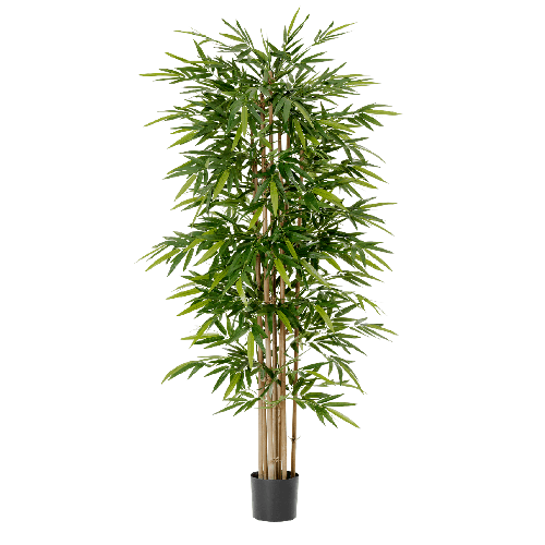 Бамбук Новый 120 см 2/2