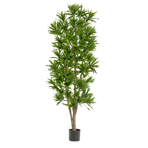 Драцена Рефлекса 120 см 2/2