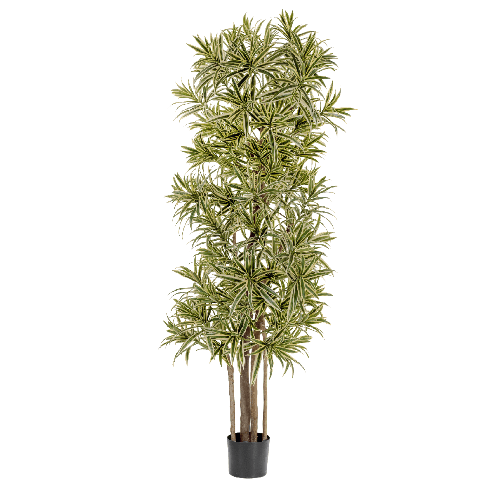 Драцена Рефлекса Золотая 120 см 2/2