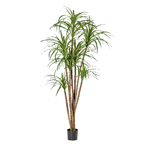 Драцена Маргината 120 см 5 стволов 2/2