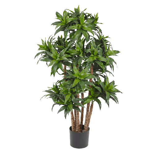 Драцена Компакта в-120 см 2/2