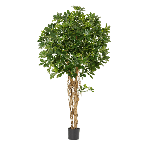 Шеффлера зонтичная зелёная 110 см 2/2