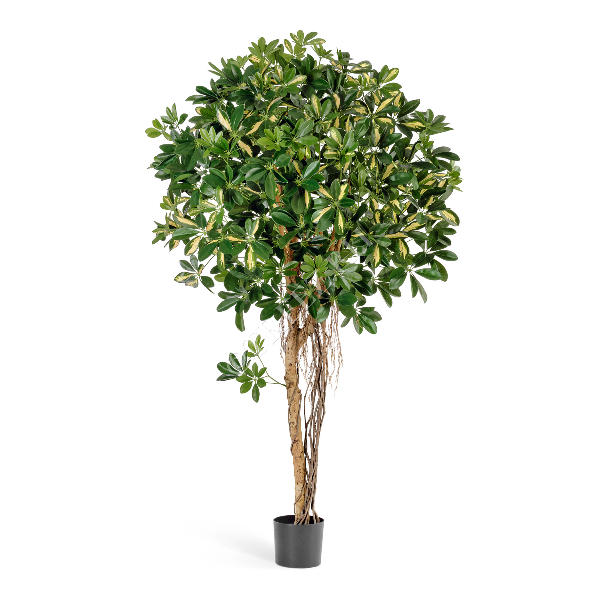 Шеффлера зонтичная пёстрая 110 см 2/2