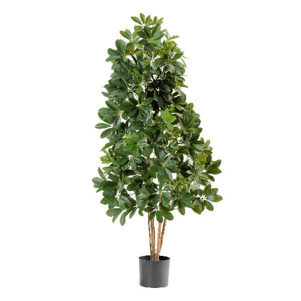 Шеффлера натуральная зелёная 110 см 2/2