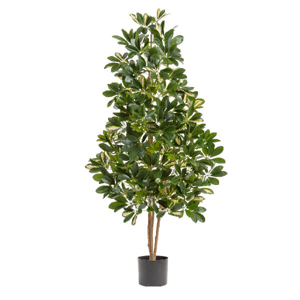 Шеффлера натуральная пёстрая 110 см 2/2