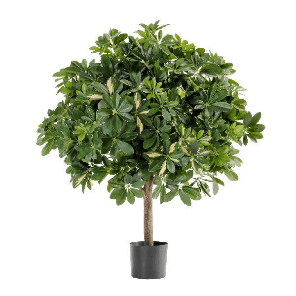 Шеффлера гигантский шар пёстрая 110 см 2/2