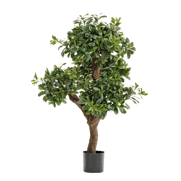 Питтоспорум горный 120 см 2/2