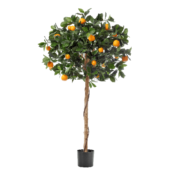 Мандарин Голден Оранж штамбовый в-120 см, д-60 см 2/2