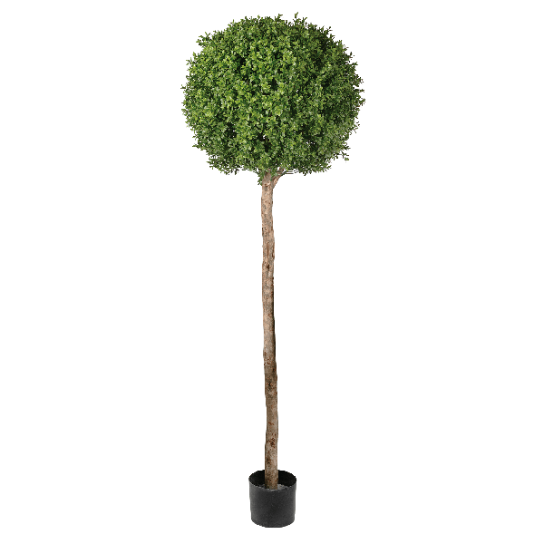 Самшит Шар Штамб уличный новый д-40, в-105 см 2/2