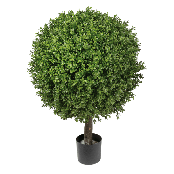 Самшит Шар уличный новый в-55, д-40 см 2/2