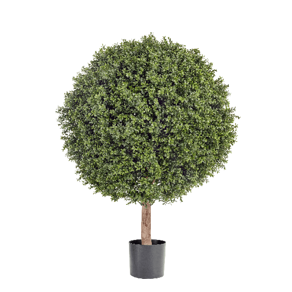 Самшит Шар-Гигант уличный новый в-120 см д-90х80 см 1/1