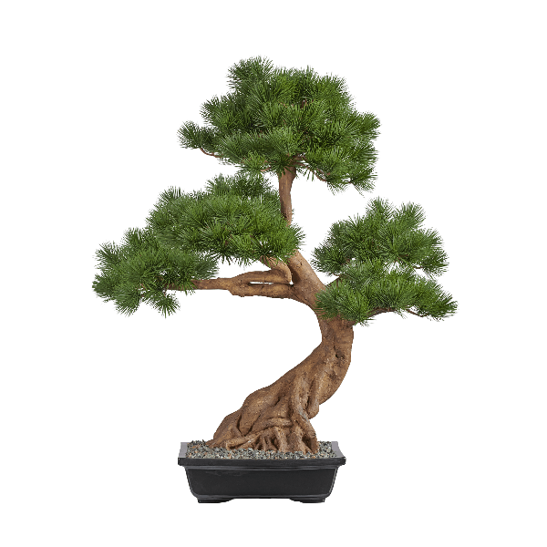 Бонсай Сосна Японская белая Негиши (сборная) в-90 см, ш-85 см в керамическом кашпо 1/1