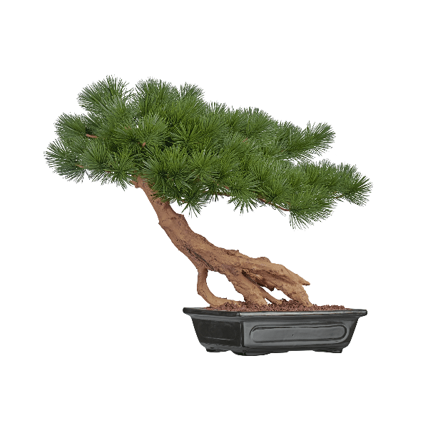 Бонсай стелющийся Сосна Японская белая Негиши в-55 см, дл-60 см в керамическом кашпо 1/1