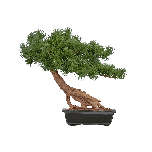 Бонсай стелющийся Сосна Японская белая Негиши в-55 см, дл-60 см в керамическом кашпо 1/1