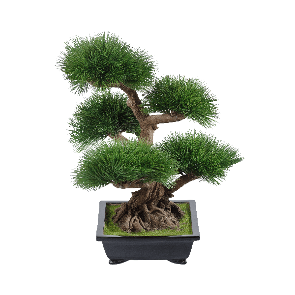 Бонсай Сосна Элит в-60 см в керамическом кашпо 1/1