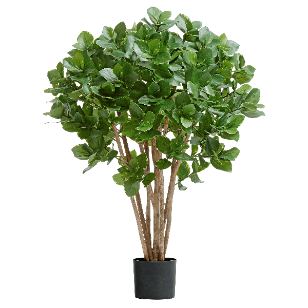 Клузия древовидная в-110 см 2/2