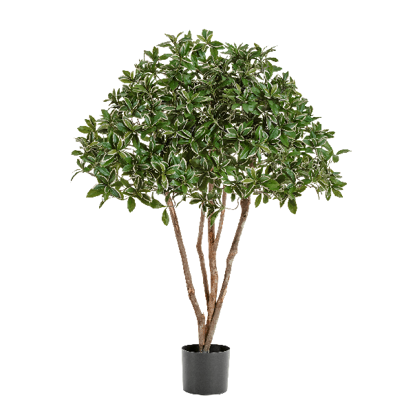 Эонимус (Бересклет) Японский зонтичный в-120 см 2/2