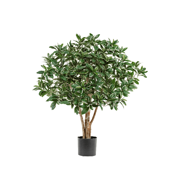 Эонимус (Бересклет) Японский в-75 см 2/2