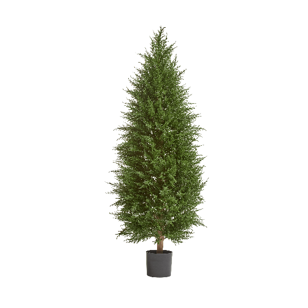 Кипарис Тауэр Элегант уличный новый в-120 см 2/2