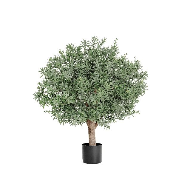 Кроссостефиум (Миллер) шар в-60 см, д-55 см 2/2