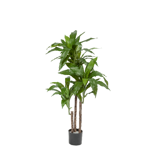 Драцена Джанет Крейг зелёная 100 см 3 ствола 2/2