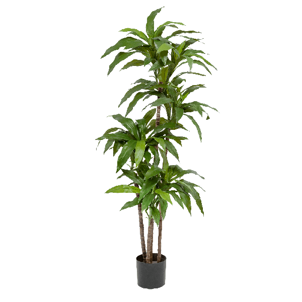 Драцена Джанет Крейг зелёная 125 см 3 ствола 2/2