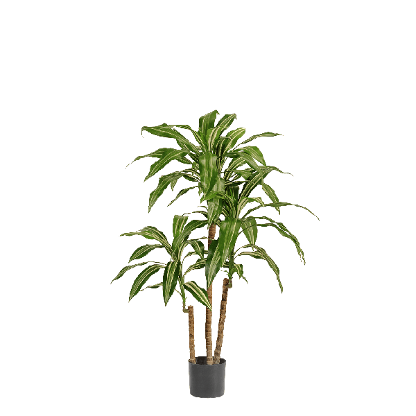 Драцена Джанет Крейг бело-зелёная 100 см 3 ствола 2/2