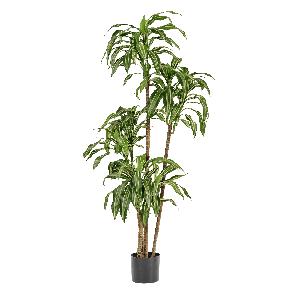 Драцена Джанет Крейг бело-зелёная 125 см 3 ствола 2/2