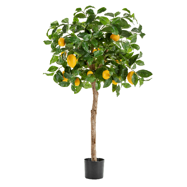 Лимонное дерево с плодами на штамбе в-110 см д-50 см 2/2