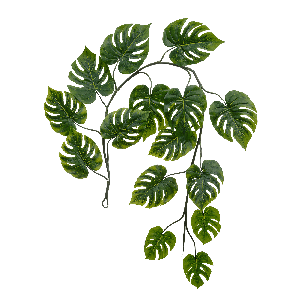 Монстера Giant лиана дл-240 см 15 листов (Sensitive Botanic) 6/24