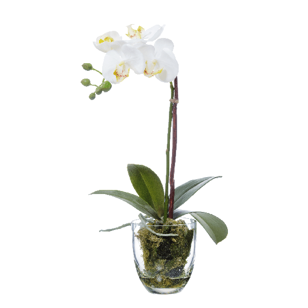 Орхидея Фаленопсис белая куст 40 см 1 ветвь в стекл.вазе с мхом, корнями, землёй 6/6