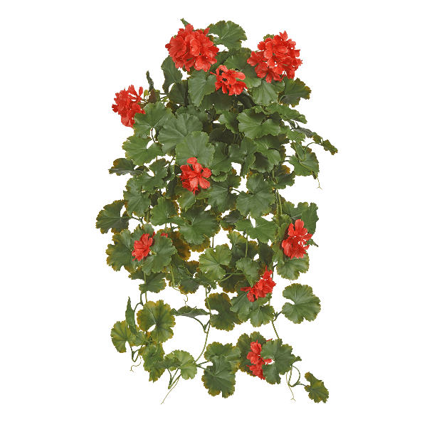 Герань красная ампельная куст (пластик с UV-фильтром) в-58 см, ш-30 см 6/24